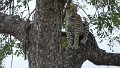 Leopard auf Baum sitzend